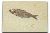 Detailed Fossil Fish (Knightia) - Wyoming #354078-1